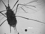 Macrosiphum venaefuscae