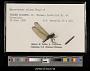 Macrothemis celeno