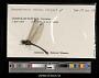 Macrothemis celeno