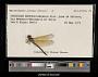 Macrothemis celeno