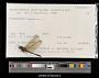 Macrothemis hemichlora