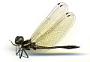 Macrothemis imitans imitans