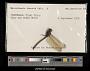 Macrothemis inacuta