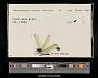 Macrothemis musiva