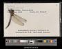 Macrothemis sp.