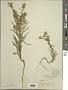 Madia glomerata Hook.