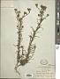Madia glomerata Hook.