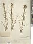 Madia glomerata Hook.