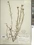 Madia glomerata Hook.