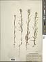 Madia glomerata Hook.
