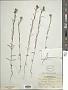 Madia glomerata Hook.