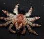 Majidae