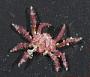 Majidae