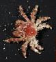 Majidae