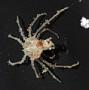 Majidae