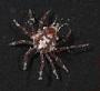 Majidae