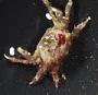 Majidae