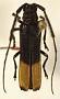 Malacoscylus elegantulus