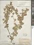 Malacothamnus jonesii (Munz) Kearney