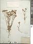 Malacothrix sonchoides (Nutt.) Torr. & A. Gray