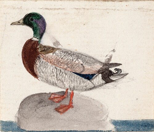 Mallard