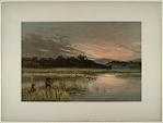 Mallard Shooting