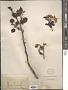 Malus sp.