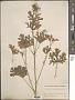 Malva moschata L.