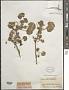 Malva neglecta Wallr.