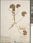 Malva neglecta Wallr.