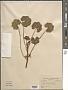 Malva neglecta Wallr.