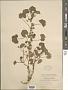 Malva neglecta Wallr.