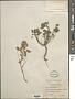 Malva neglecta Wallr.