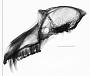 Mandrillus sphinx