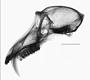 Mandrillus sphinx