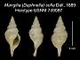 Mangilia (Daphnella) sofia