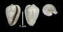 Marginella cassis