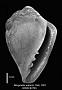 Marginella watsoni