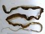 Masticophis flagellum piceus