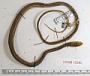 Masticophis schotti