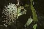 Matelea maritima (Jacq.) Woodson