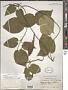 Matelea sp.