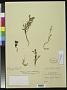 Mathewsia diffusa Rusby