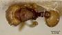 Mayriella overbecki