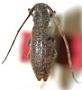 Mecynome latifrons
