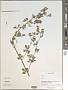 Medicago sp.