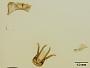 Megachile mcgregori