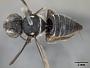 Megachile perpunctata