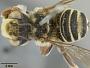 Megachile veracrucis
