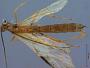 Megarhogas stigmaticus